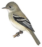 Alder Flycatcher Illustration