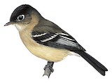 Black-capped Flycatcher Illustration