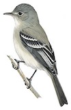 American Grey Flycatcher Illustration