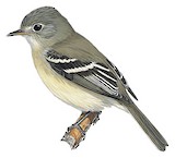 American Dusky Flycatcher Illustration