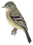 Pine Flycatcher Illustration