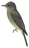 Greater Pewee Illustration