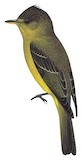 Ochraceous Pewee Illustration