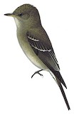 Western Wood Pewee Illustration