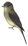 Northern Tropical Pewee Illustration