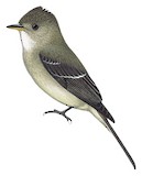 Tumbes Pewee Illustration