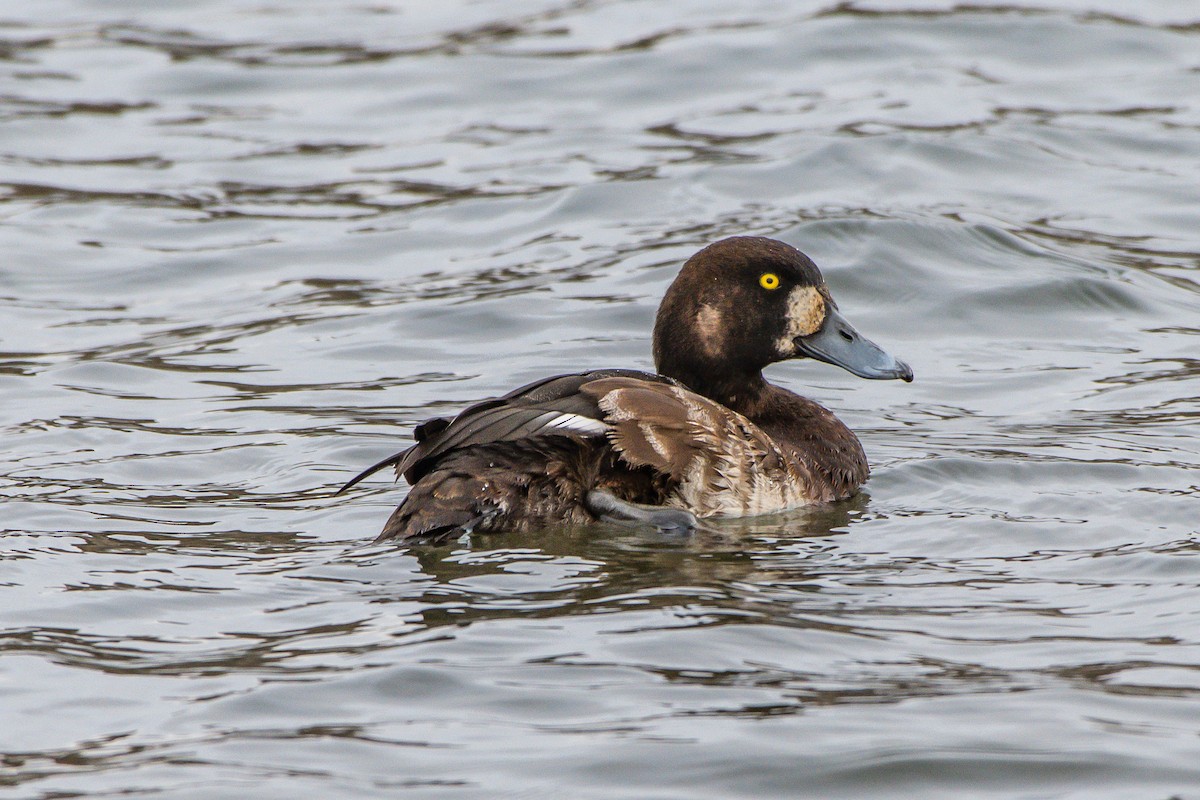 Greater Scaup - ML153038981