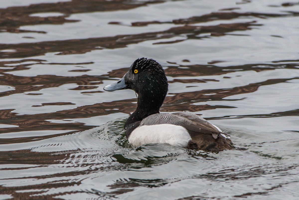 Greater Scaup - ML153038991