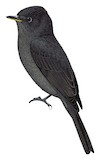 Blackish Pewee Illustration