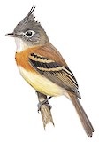 Belted Flycatcher Illustration