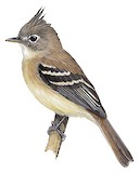 Pileated Flycatcher Illustration