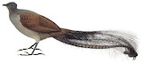 Superb Lyrebird Illustration