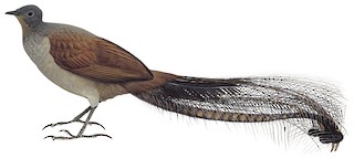 Superb Lyrebird - Menura novaehollandiae - Birds of the World