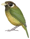 Northern Catbird Illustration