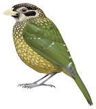 Black-eared Catbird Illustration