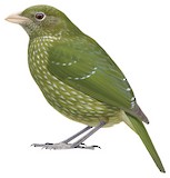 Green Catbird Illustration