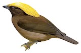 Golden-fronted Bowerbird Illustration