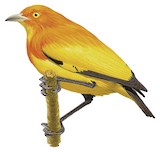 Flame Bowerbird Illustration