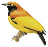 Masked Bowerbird Illustration