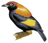 Fire-maned Bowerbird Illustration