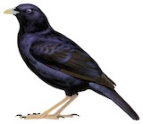 Satin Bowerbird Illustration