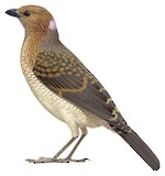 Spotted Bowerbird Illustration