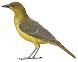 Yellow-breasted Bowerbird Illustration