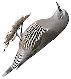 White-browed Treecreeper Illustration