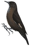 Black-tailed Treecreeper Illustration