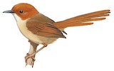 Orange-crowned Fairywren Illustration