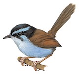 Campbell's Fairywren Illustration