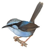 Broad-billed Fairywren Illustration