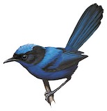 Emperor Fairywren Illustration