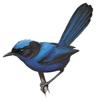 Emperor Fairywren - eBird