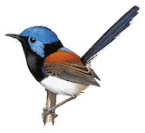 Lovely Fairywren Illustration