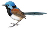 Variegated Fairywren Illustration