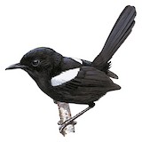 White-shouldered Fairywren Illustration