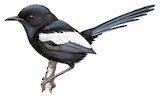 White-winged Fairywren Illustration