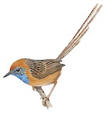 Mallee Emu-wren Illustration