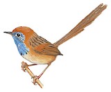 Rufous-crowned Emu-wren Illustration