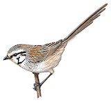 Grey Grasswren Illustration