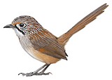 Striated Grasswren Illustration