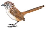 Eyrean Grasswren Illustration