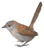 Kalkadoon Grasswren Illustration