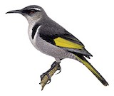 Crescent Honeyeater Illustration