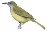 Scaly-crowned Honeyeater Illustration