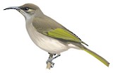 Brown Honeyeater Illustration