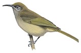 Grey-eared Honeyeater Illustration