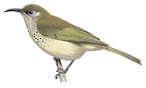 Scaly-breasted Honeyeater Illustration