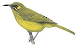 Flame-eared Honeyeater Illustration